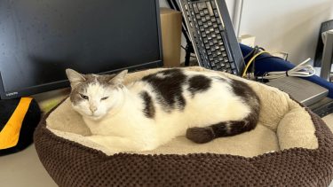 northern cat