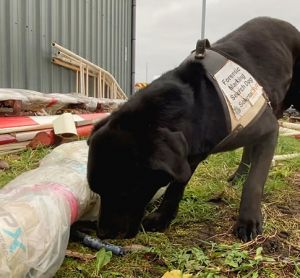 Network Rail sniffer dogs