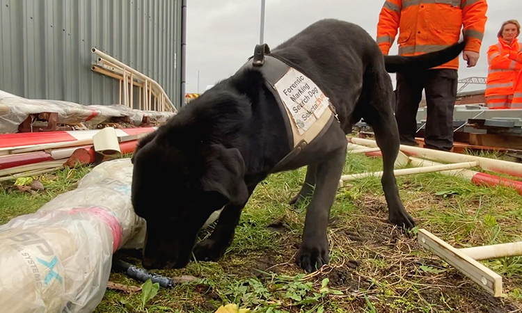Network Rail sniffer dogs