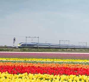 Eurostar Amsterdam Tulips