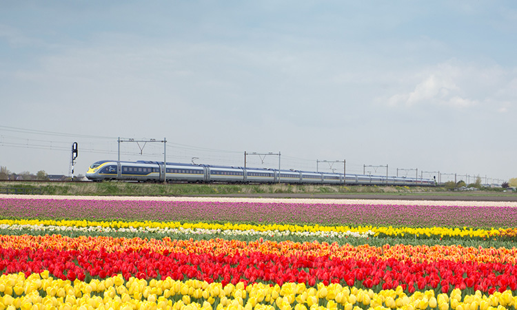 Eurostar Amsterdam Tulips