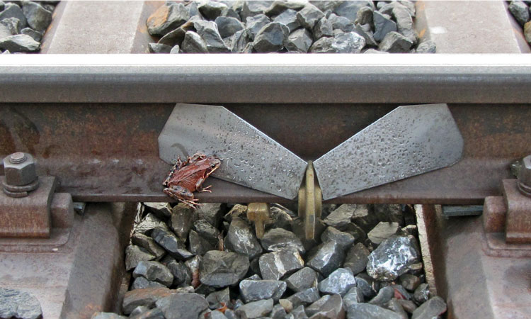 Swiss Railways - Kanton Argau, amphibian protection on train tracks.