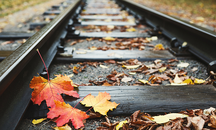 Railway rails closeup background with fallen autumn leaves